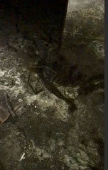 Macrobrachium acanthurus