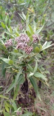 Grazielia intermedia