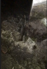 Macrobrachium acanthurus