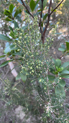 Erica arborea