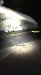 Macrobrachium acanthurus