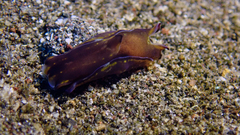 Philinopsis speciosa