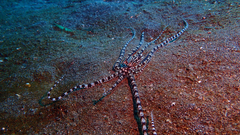Thaumoctopus mimicus