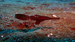 Solenostomus cyanopterus