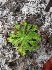 Eryngium aromaticum