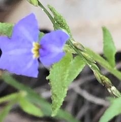 Dampiera stricta