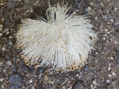 Pseudobombax septenatum