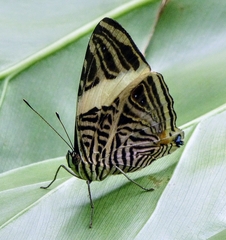 Colobura dirce