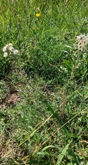 Erigeron bonariensis