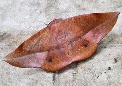 Sarcinodes restitutaria