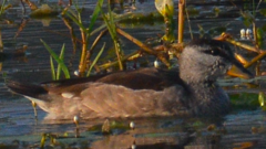 Nettapus coromandelianus