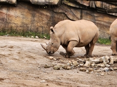 Ceratotherium simum