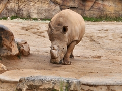 Ceratotherium simum