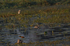 Nettapus coromandelianus