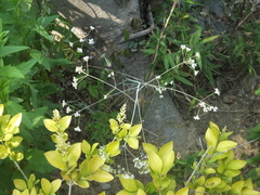 Changium smyrnioides