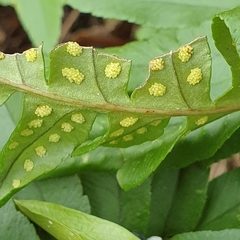 Polypodium interjectum
