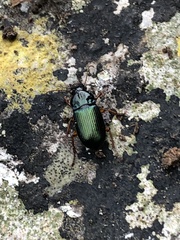 Harpalus