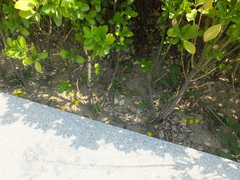 Potentilla kleiniana