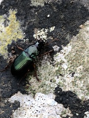 Harpalus