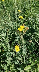 Diplotaxis tenuifolia