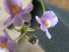 Nemesia denticulata