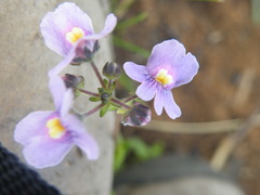 Nemesia denticulata
