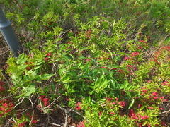 Periploca sepium