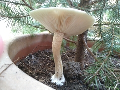 Melanoleuca verrucipes