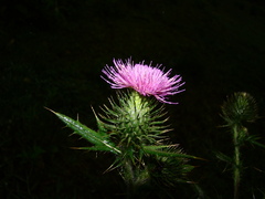 Cirsium vulgare