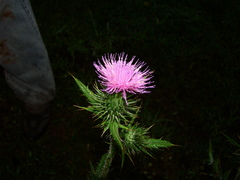 Cirsium vulgare