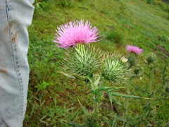 Cirsium vulgare