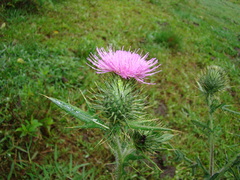 Cirsium vulgare