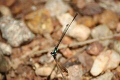 Nososticta koolpinyah