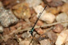 Nososticta koolpinyah