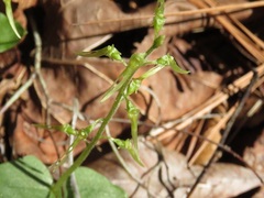 Neottia bifolia