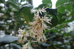 Sarcococca confusa