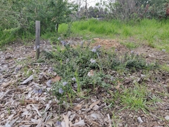 Ceanothus maritimus