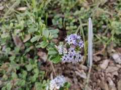 Ceanothus maritimus