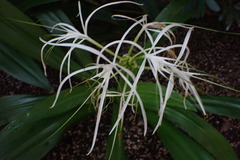 Hymenocallis caribaea