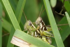 Paraidemona