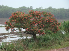 Erythrina crista-galli