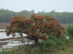 Erythrina crista-galli