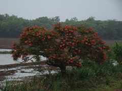 Erythrina crista-galli
