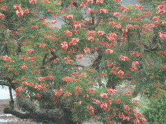 Erythrina crista-galli