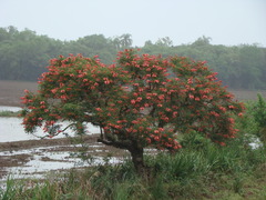 Erythrina crista-galli