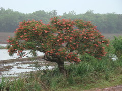 Erythrina crista-galli