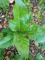 Beta vulgaris cicla