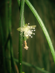 Rhipsalis teres