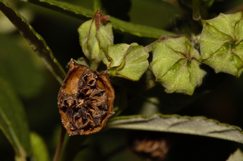 Sida rhombifolia image