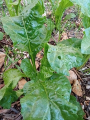 Beta vulgaris cicla